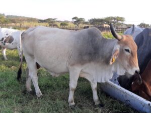 Kwa Umgeni Live Stock